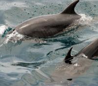 Freshwater Dolphins